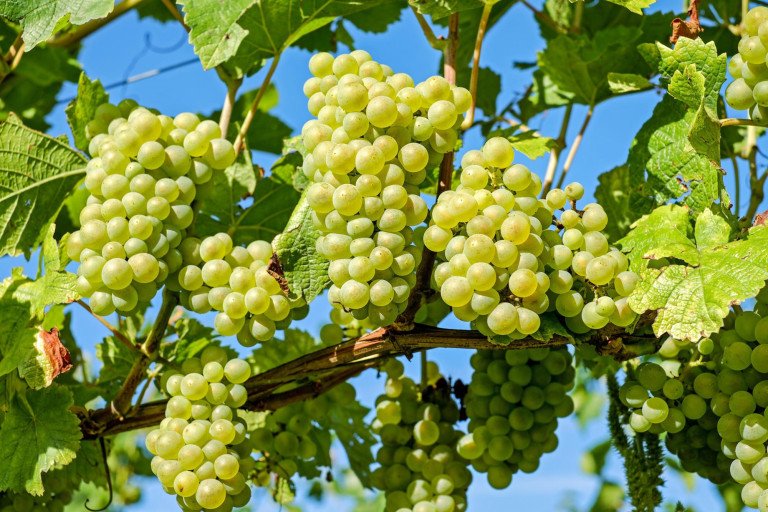 Program zastite vinove loze