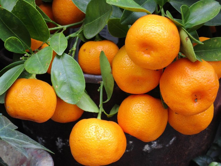 uzgoj i gnojidba mandarina