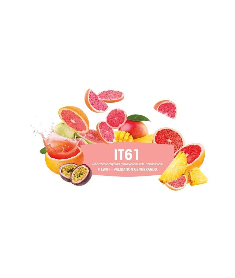 DSM KVASAC Fermivin IT61 100 G