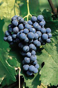 CABERNET FRANC VCR10