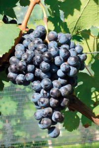 CABERNET FRANC VCR2
