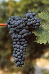 CABERNET SAUVIGNON R5