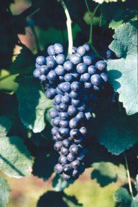 CABERNET SAUVIGNON VCR19