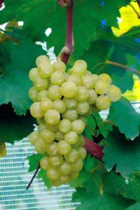 CHARDONNAY VCR10