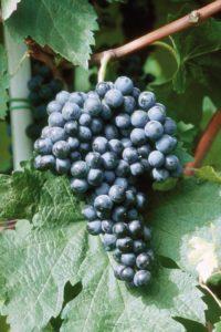 MERLOT R12