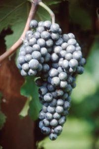 SADNICA LOZE MERLOT R18