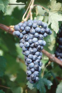 SADNICA LOZE MERLOT VCR101