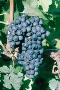 SADNICA LOZE MERLOT VCR13