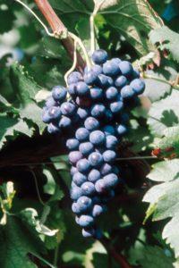 SADNICA LOZE MERLOT VCR488