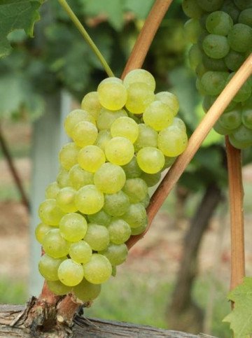RIESLING ITALICO/GRAŠEVINA