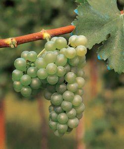 SAUVIGNON R3