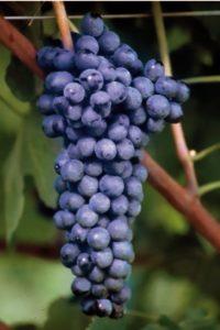 SYRAH ISV-R1